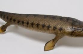 Attēlu rezultāti vaicājumam “Laccognathus panderi”