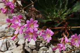 Image result for Bitterwurz