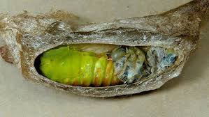 Attēlu rezultāti vaicājumam “Saturnia pavonia cocoon”