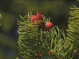 Attēlu rezultāti vaicājumam “Picea abies male flower”