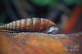 Attēlu rezultāti vaicājumam “Clausiliidae”