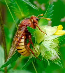 Attēlu rezultāti vaicājumam “Cimbex luteus”