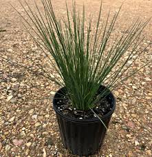 Attēlu rezultāti vaicājumam “Juncus inflexus”