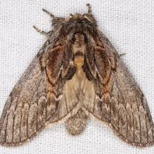 Attēlu rezultāti vaicājumam “Breidleria pratensis”