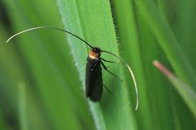 Attēlu rezultāti vaicājumam “Adelidae”