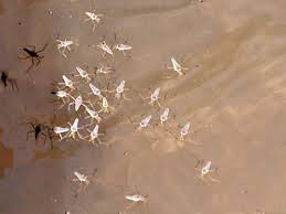 Attēlu rezultāti vaicājumam “Gerridae imago”