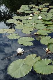 Attēlu rezultāti vaicājumam “Nymphaea alba flower”