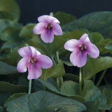 Image result for Viola odorata