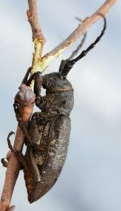 Attēlu rezultāti vaicājumam “Lamia textor”