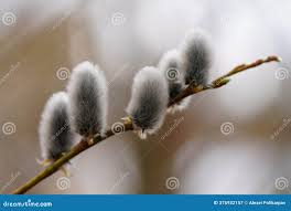 Attēlu rezultāti vaicājumam “Salix daphnoides subsp. acutifolia bud”