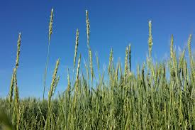 Attēlu rezultāti vaicājumam “Elytrigia repens subsp. arenosa”