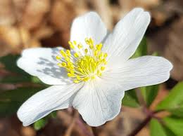 Image result for Buschwindröschen