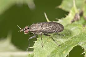 Attēlu rezultāti vaicājumam “Coremacera marginata”