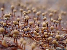 Attēlu rezultāti vaicājumam “Cribraria oregana macro”