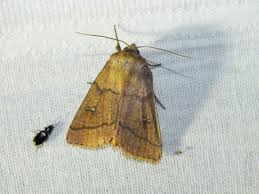 Attēlu rezultāti vaicājumam “Mythimna turca”