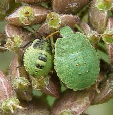 Attēlu rezultāti vaicājumam “Palomena prasina nymph”