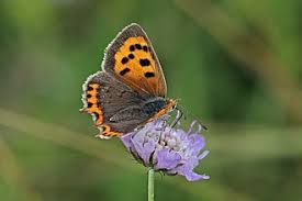 Attēlu rezultāti vaicājumam “Lycaena phlaeas”