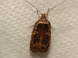 Attēlu rezultāti vaicājumam “Agonopterix ciliella imago”