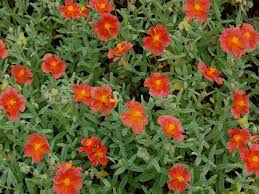 Attēlu rezultāti vaicājumam “Helianthemum x hybridum”
