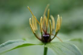 Attēlu rezultāti vaicājumam “Paris quadrifolia flower”