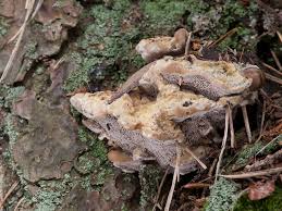 Attēlu rezultāti vaicājumam “Onnia triquetra”