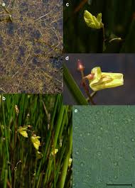 Attēlu rezultāti vaicājumam “Utricularia minor bud”