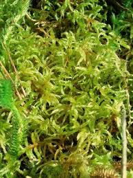 Attēlu rezultāti vaicājumam “Pleurozium schreberi”