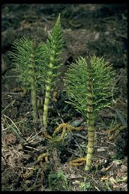 Attēlu rezultāti vaicājumam “Equisetum telmateia”
