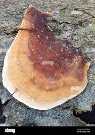 Attēlu rezultāti vaicājumam “Stereum fasciatum”