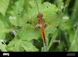 Attēlu rezultāti vaicājumam “Libellula fulva”