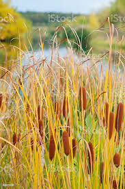Attēlu rezultāti vaicājumam “Typha angustifolia”