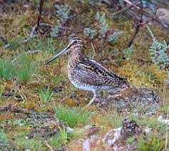 Image result for Gallinago gallinago