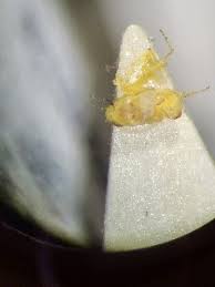 Attēlu rezultāti vaicājumam “Edwardsiana geometrica”