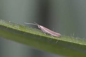 Attēlu rezultāti vaicājumam “Coleophora alticolella”