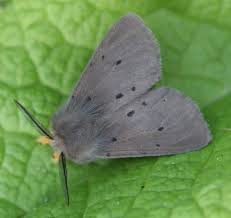 Attēlu rezultāti vaicājumam “Diaphora mendica”