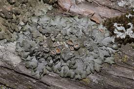 Attēlu rezultāti vaicājumam “Pleurosticta acetabulum”