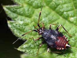 Attēlu rezultāti vaicājumam “Deraeocoris ruber”