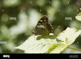 Attēlu rezultāti vaicājumam “Pararge aegeria underside”