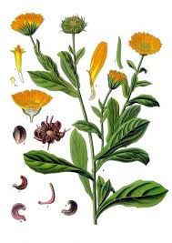 Attēlu rezultāti vaicājumam “Calendula officinalis”