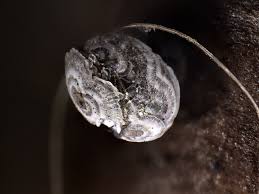 Attēlu rezultāti vaicājumam “Physarum bitectum”