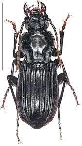 Attēlu rezultāti vaicājumam “Pterostichus quadrifoveolatus”