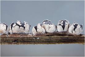 Attēlu rezultāti vaicājumam “Diderma rufostriatum”