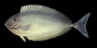 Image result for Naso hexacanthus