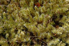 Attēlu rezultāti vaicājumam “Racomitrium canescens”