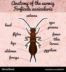 Attēlu rezultāti vaicājumam “Forficula auricularia”