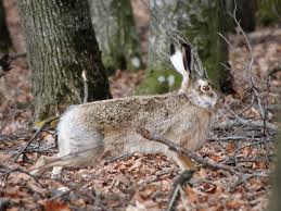 Attēlu rezultāti vaicājumam “Lepus europaeus”