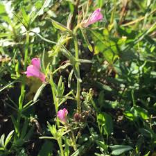 Attēlu rezultāti vaicājumam “Lignydium muscorum spores”