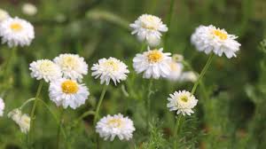 Image result for Kamille