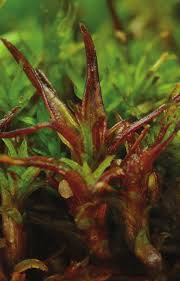 Attēlu rezultāti vaicājumam “Bryoerythrophyllum recurvirostrum sporophyte”