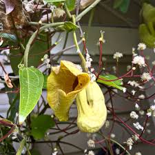 Attēlu rezultāti vaicājumam “Aristolochiaceae”